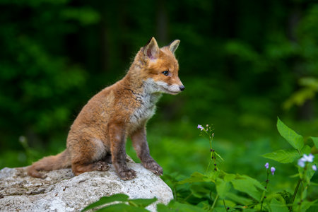Red fox, vulpes vulpes, small young cub in forest. Cute little wild predators in natural environment. wild life scene from natureの写真素材