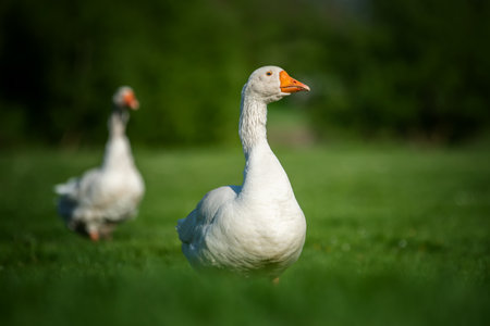 Two white goose on spring green grassの写真素材