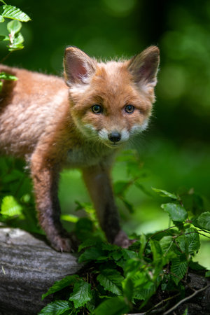 Red fox, vulpes vulpes, small young cub in forest. Cute little wild predators in natural environment. wild life scene from natureの写真素材
