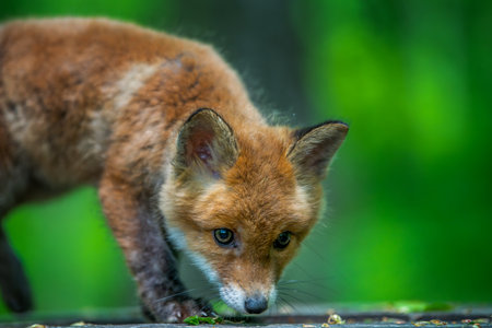 Red fox, vulpes vulpes, small young cub in forest. Cute little wild predators in natural environment. wild life scene from natureの写真素材