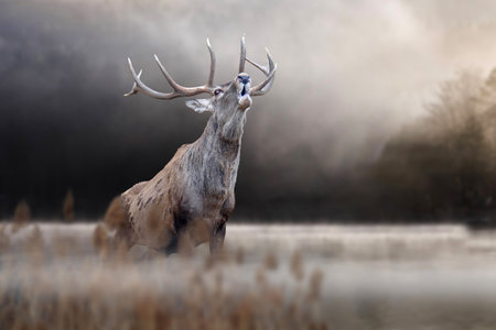 Majestic red deer roaring in lake forest. animal in nature habitat. big mammal. wild life sceneの写真素材