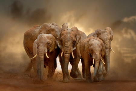 Amazing African elephants with dust and sand on evening sky background. A large animal runs towards the camera. wildlife scene. Loxodonta africanaの写真素材