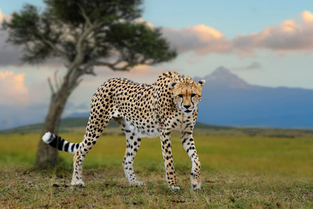 Wild african cheetah in savannah on maout background, beautiful mammal animal. Africa, Kenyaの写真素材