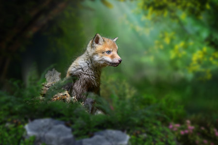 Red fox, vulpes vulpes, small young cub in forest on hilll. Cute little wild predators in natural environment. wild life scene from natureの写真素材