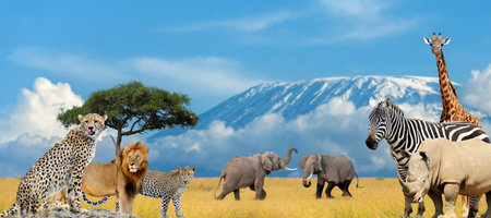 Landscape with many african animals on Kilimanjaro mount backgroundの写真素材