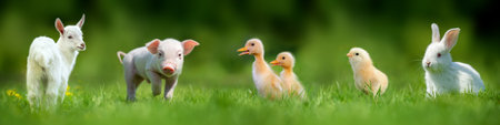 Five baby farm animals in green summer grassの写真素材