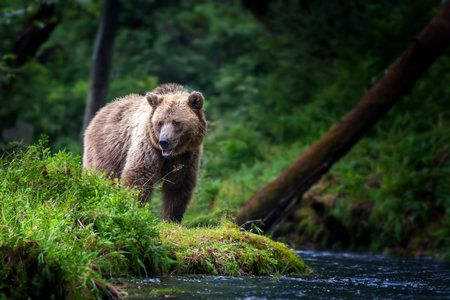 Big brown bear in the forest with river. Animal in nature habitat. Big mammal Wildlife scene