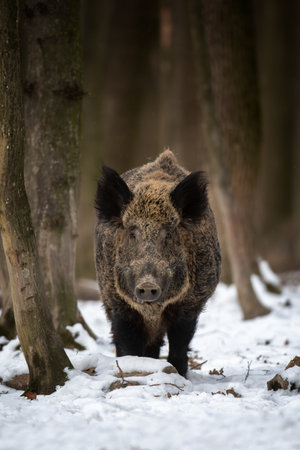 Close wild boar in winter forest. Animal in nature habitat. Big mammal Wildlife sceneの写真素材