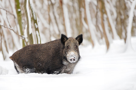 Close wild boar in winter forest. Animal in nature habitat. Big mammal Wildlife sceneの写真素材