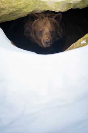 Brown bear (Ursus arctos) looks out of its den in the woods under a large rock in winterの写真素材