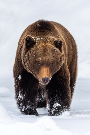 Closeup Adult Brown bear in cold time. Animal in wild winter nature. Action wildlife scene with dangerous animalの写真素材