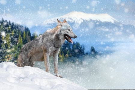 Gray wolf, Canis lupus in the winter mountain. Wolf in the nature habitatの写真素材
