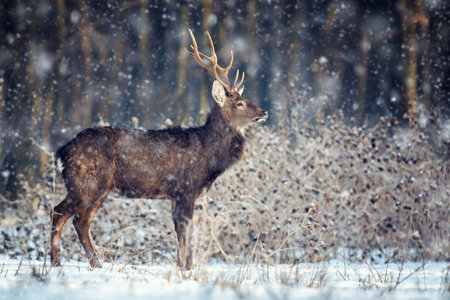 Adult roe deer in the winter forest with snowfall. Animal in natural habitat. Wildlife sceneの写真素材