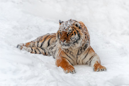 Closeup Adult Tiger in cold time. Tiger snow in wild winter nature. Action wildlife scene with dangerous animalの写真素材