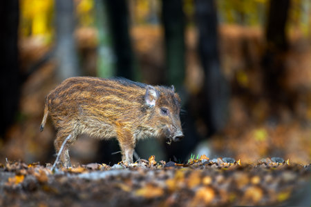 Close baby wild boar in autumn forest. Wildlife scene from natureの写真素材