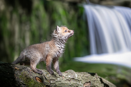 Red fox, vulpes vulpes, small young cub in forest on waterfall background. Cute little wild predators in natural environment. Wildlife scene from natureの写真素材