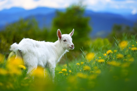 A small white goat is standing on top of a vibrant, lush green field. The goat appears content as it surveys its surroundings in the peaceful countryside settingの写真素材