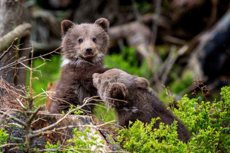 Two young brown bear cub in the forest. Portrait of brown bear, animal in the nature habitat. Wildlife scene from Europe. Cub of brown bear without mother.の写真素材