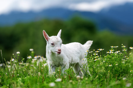 A small white goat is standing on top of a vibrant, lush green field. The goat appears content as it surveys its surroundings in the peaceful countryside settingの写真素材