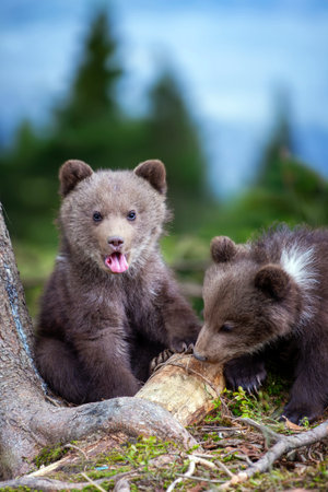 A young brown bear cub is seen in the wild, traversing a rocky hillside. The bear cub moves...