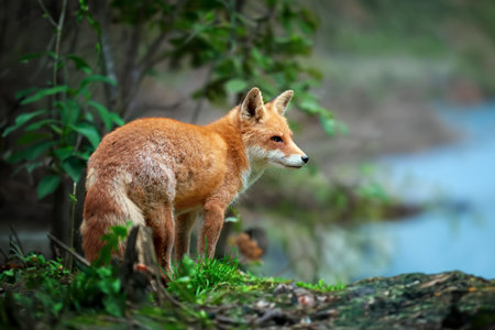 A red fox stands alert in a forest, next to a body of water. The foxs striking red fur stands out...