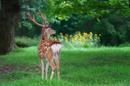 A deer stands in a grassy field with tall trees in the background. The deer looks around as it grazes on the grass, surrounded by a natural landscapeの写真素材