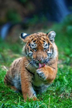 Tiger cub in the wild. Baby animal in green grass on waterfall background. Wild cat in nature habitatの写真素材