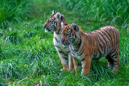 Two tigers cub in the wild. Animal in green grass. Wild cat in nature habitatの写真素材