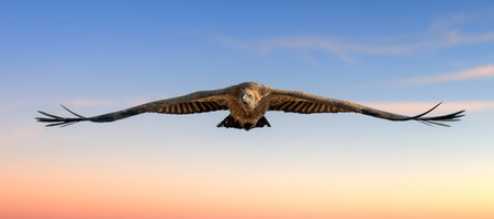 A large bird Vulture gracefully glides through the clear blue sky in this scene, its wings outstretched as it catches the wind and soars effortlessly aboveの写真素材