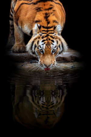 Close up adult tiger drink water and reflection. Animal on dark background