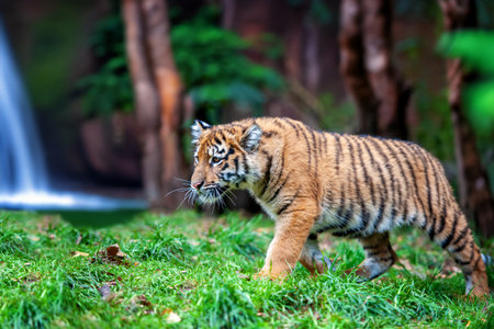 Tiger cub in the wild. Baby animal in green grass on waterfall background. Wild cat in nature...