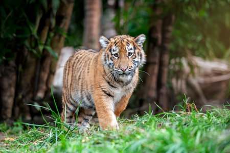 Tiger cub in the wild. Animal in green grass. Wild cat in nature habitat