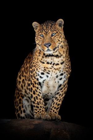 Close up adult leopard. Animal on dark background
