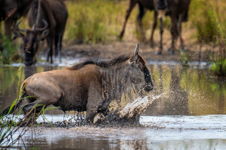 A wildebeest is seen splashing through the water while other wildebeest graze nearby. The scene captures the active movement of one wildebeest contrasted with the feeding behavior of the othersの写真素材