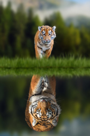 Tiger cub looking the reflection of an adult tiger in the water on a background of forestの写真素材