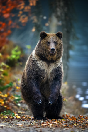 Brown bear (Ursus arctos) standing on his hind legs in autumn forest. Animal in nature habitat. Big mammal Wildlife sceneの写真素材