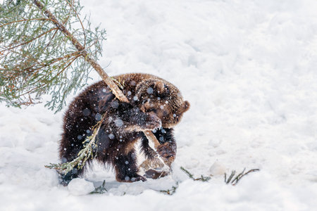 In a snowy landscape, a brown bear engages with a fallen tree branch, showing its playful nature amid the falling snowflakes.の写真素材
