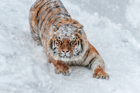 A magnificent tiger moves gracefully through a thick layer of snow, its fur dusted with white, highlighting its powerful build and stunning markings in a serene winter landscape.の写真素材