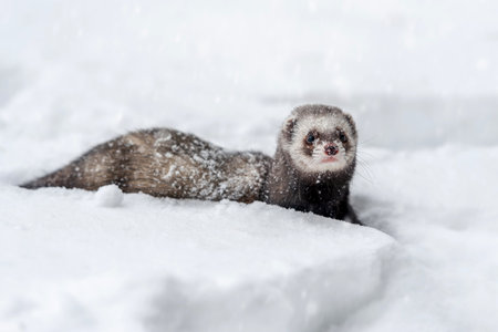 A ferret ventures through a snowy terrain, its small body partially covered in snow. The animal appears inquisitive, showing its playful personality in the winter landscape.の写真素材