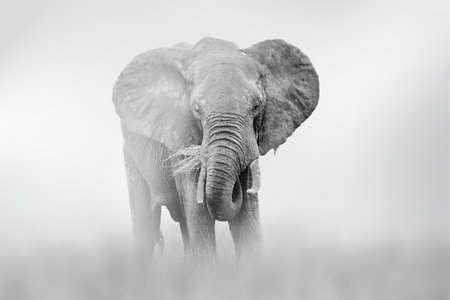 Elephant comes out of the fog on a light background, black and white photoの写真素材