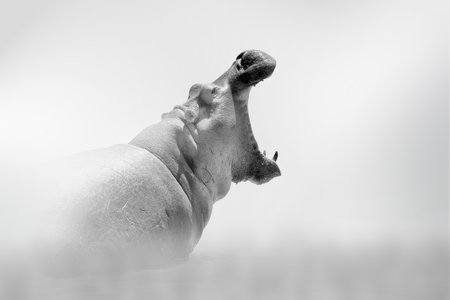 Hippo comes out of the fog on a light background, black and white photoの写真素材