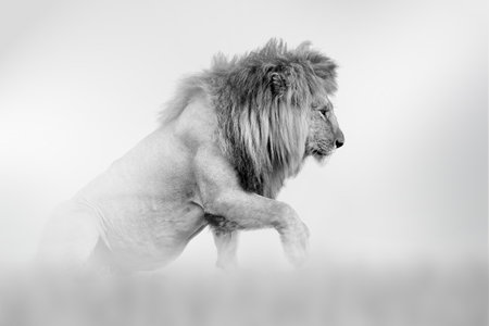 Lion comes out of the fog on a light background, black and white photoの写真素材
