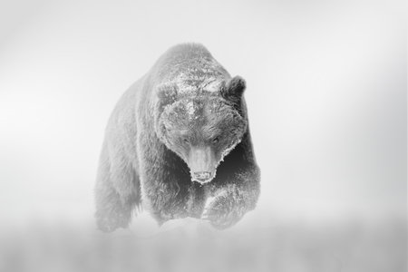 Bear comes out of the fog on a light background, black and white photoの写真素材