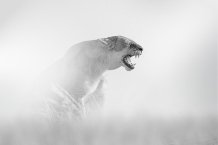 Lion comes out of the fog on a light background, black and white photoの写真素材