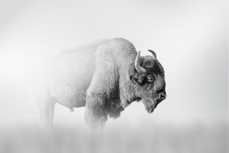 Bison comes out of the fog on a light background, black and white photoの写真素材