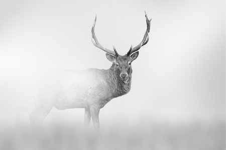 Deer comes out of the fog on a light background, black and white photoの写真素材