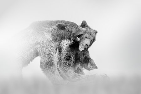 Bears in the fog on a light background, black and white photoの写真素材