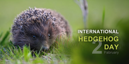 International hedgehog day, 2 Fabruaryの写真素材