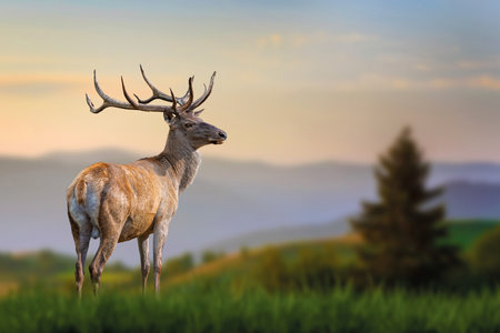 Red deer stands in the grass against the backdrop of mountains at sunset. Wildlife sceneの写真素材