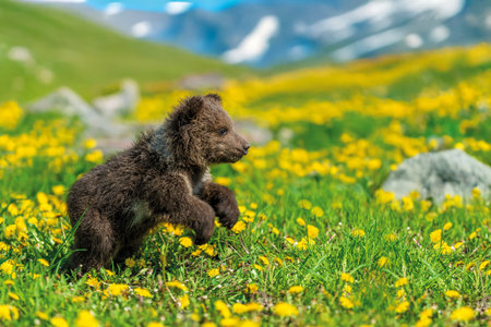 Brown bear cub on the summer meadow. Ursus arctos in grass with yellow flowers on mountain and lake...